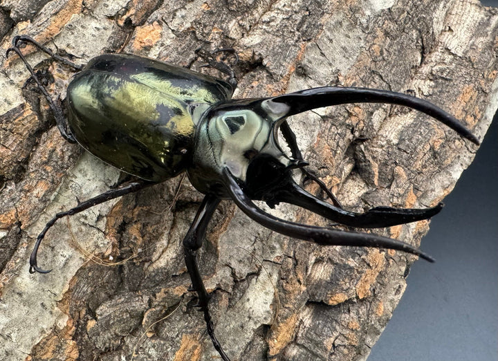 【WD】《ミンダナオアトラスオオカブト 92.5mm ペア》