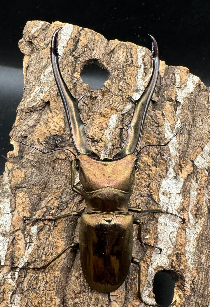 【WD】《メタリフェルホソアカ 85mm ペア》