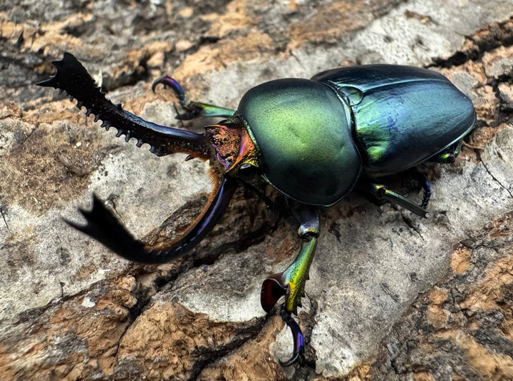 《パプアキンイロクワガタ 39mm ペア》