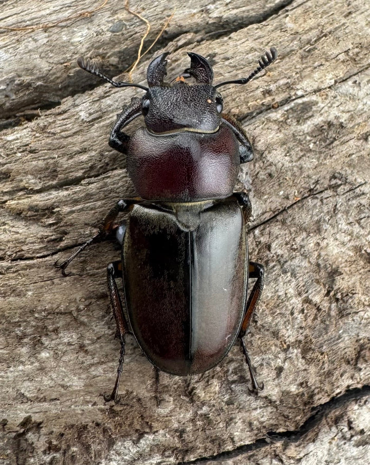 【WD】《ウーイーミヤマクワガタ 35mm♂♀♀トリオ》