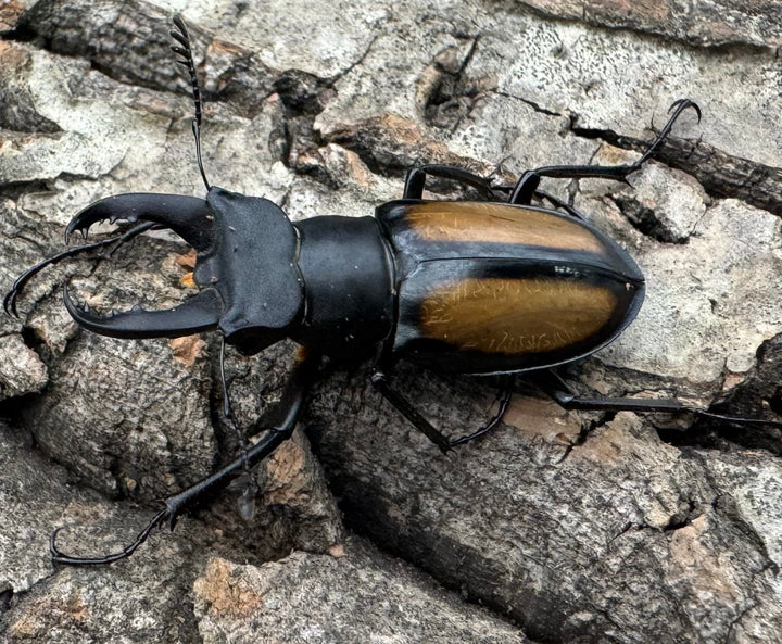 【WD】《パリーミヤマクワガタ 34mm ペア》