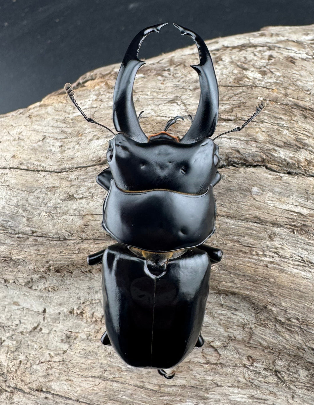 【WF3】《ネパレンシス ランターン産 62.5mm ♂単》