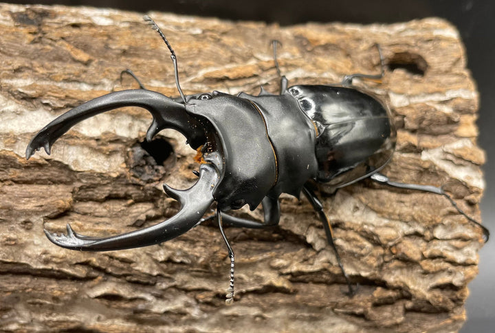 【WD】大型大歯《インターメディアツヤクワガタ 90mmUP ペア》