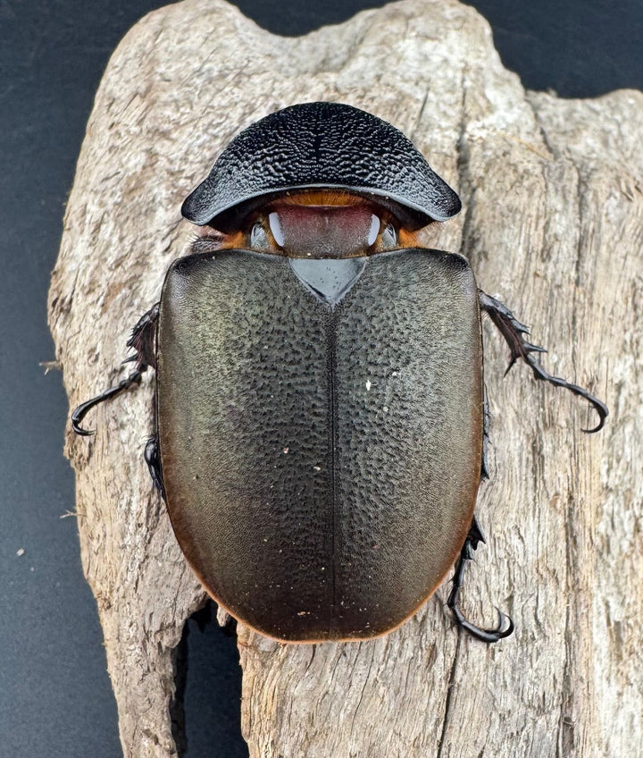 【WD】《ジャワコーカサスオオカブト 105.5mm ペア》