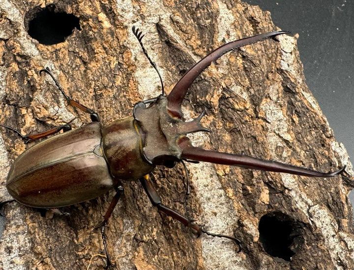 【WD】《プラネットミヤマ 73mm ペア》