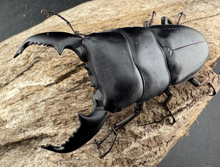 【WD】《スマトラオオヒラタ アチェ産 81mm ペア》