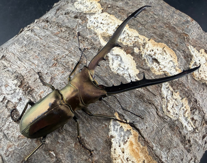 【WD】《メタリフェルホソアカ亜種フィナエ 85.5mm ペア》