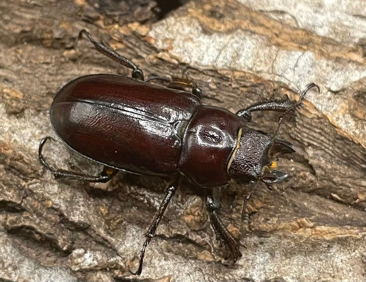 【WD】2021年新種《モーミヤマクワガタ 25mm ♀単 A’品》