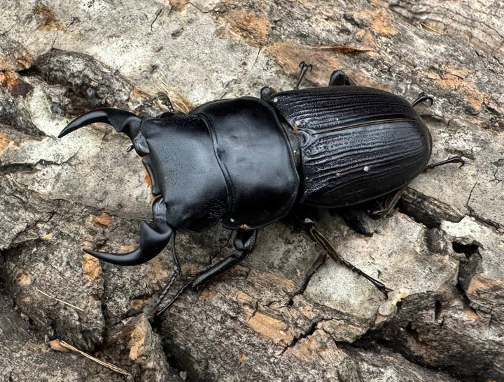 【WD】《ミンダナオパリーオオクワ  44mm ペア》