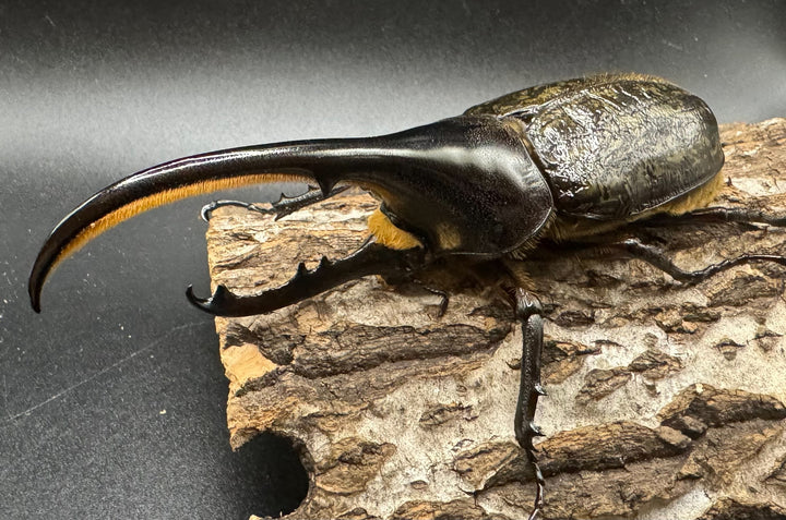 《ヘラクレス・ヘラクレス 122mm ペア》