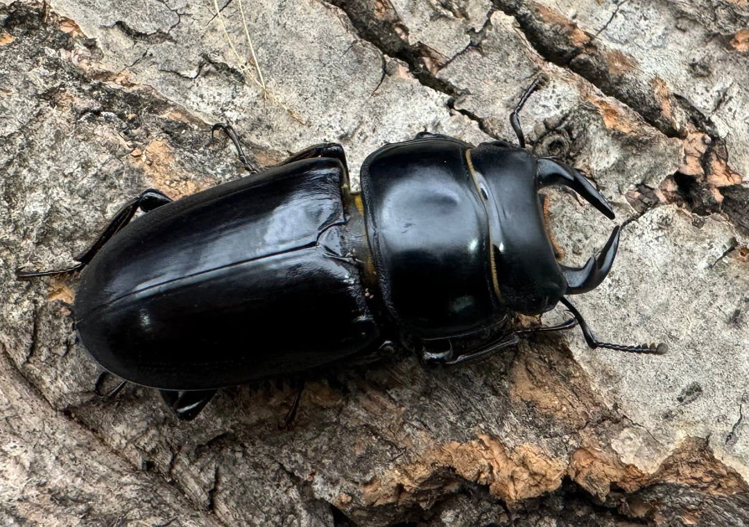 【WD】《ドルクスヤクシャ チベット産 35mm ♂♀♀トリオ》