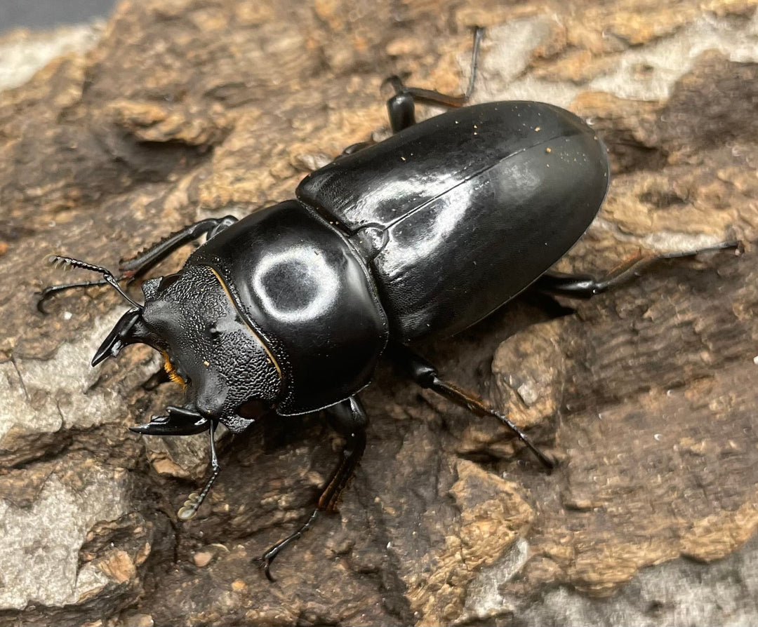 【WD】チベット産《 ネパレンシスssp. 41mm ♀単》