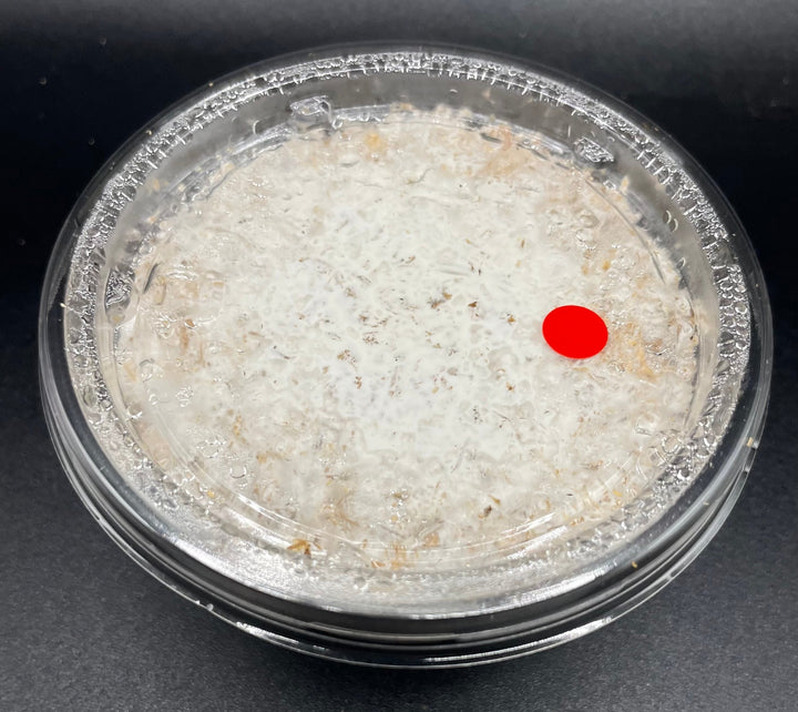 G-ZERO 菌糸カップ 120cc