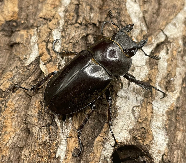 【WD】《ビクトリウスミヤマクワガタ 60mm ペア》