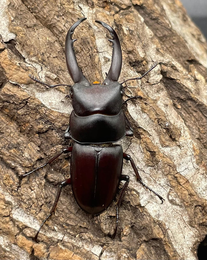 【WD】《グラキリスノコギリヒラタクワガタ 47.5mm ペア》