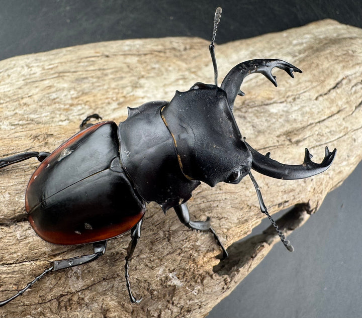 【WD】《クベラツヤクワガタ亜種sinensis 海南省産 68mm B品ペア》