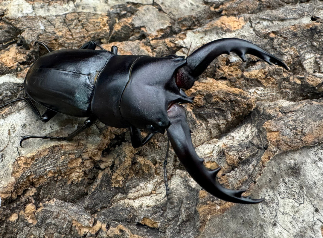 【WF1】《アマミノコギリクワガタ 赤タイプ 60mm ペア》