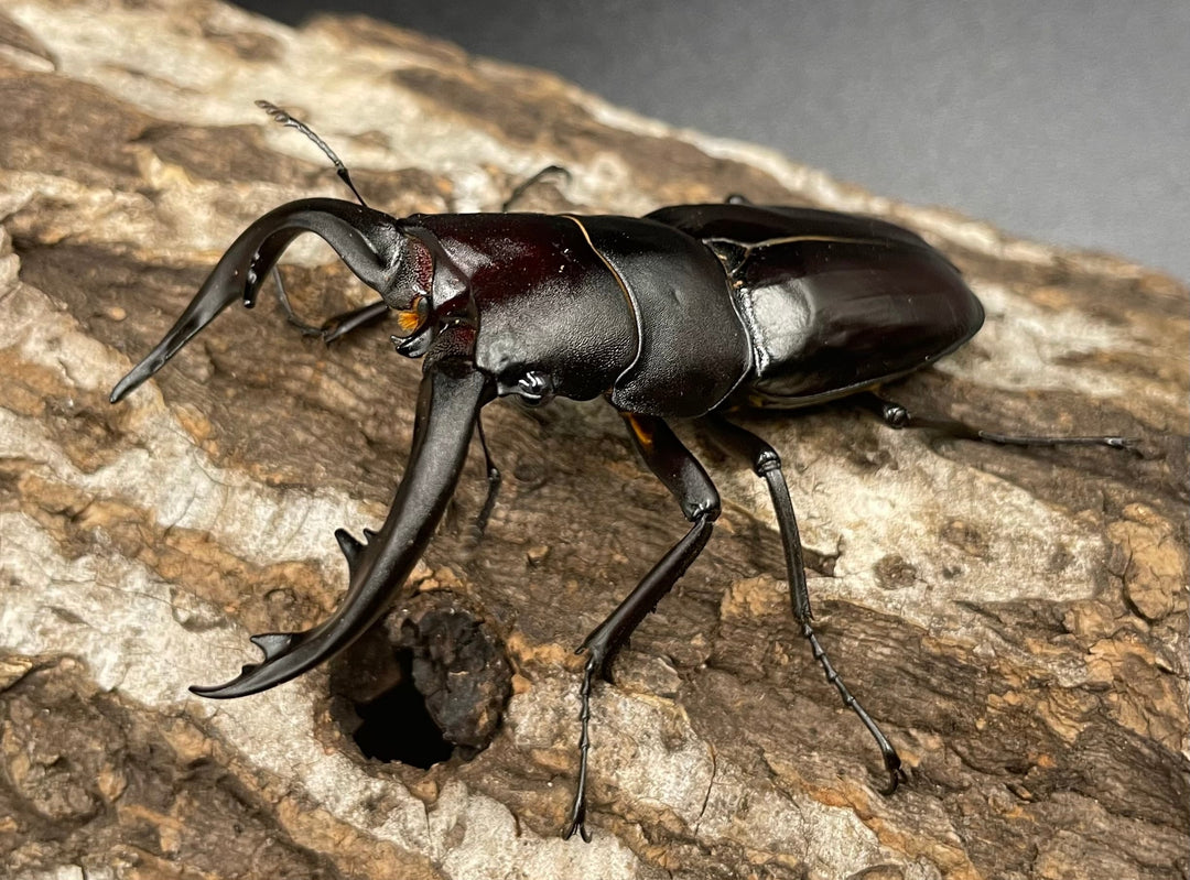 《アマミノコギリ 68mm ペア》