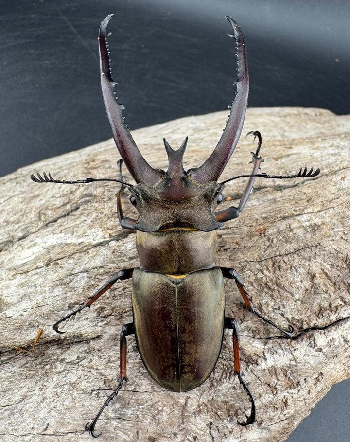 【WD】《プラネットミヤマクワガタ 81mm ペア》