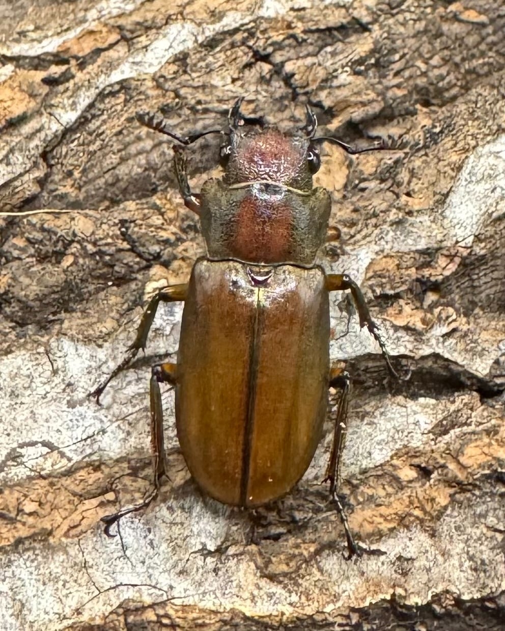 【WD】《クプレオニテンスホソアカ 43mm ペア》