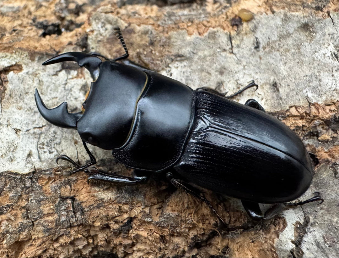 【WD】《ヒルティコルニス ssp. 32mm ペア》