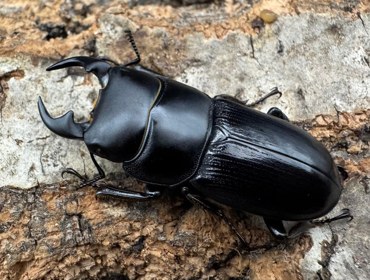 【WD】《ヒルティコルニス ssp. 32mm ペア》