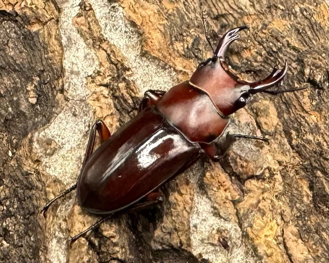 【WD】《モートゥオセスジ原名亜種 ペア》