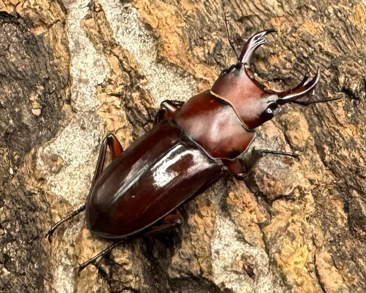 【WD】《モートゥオセスジ原名亜種 ペア》