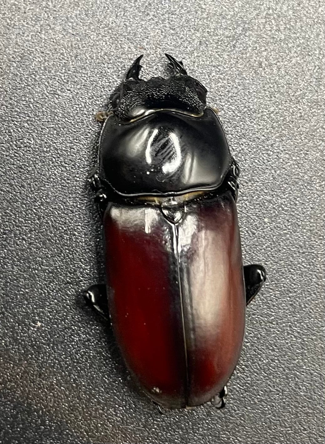 《アローコクワ亜種リエン 64mm ♂♀♀トリオ》