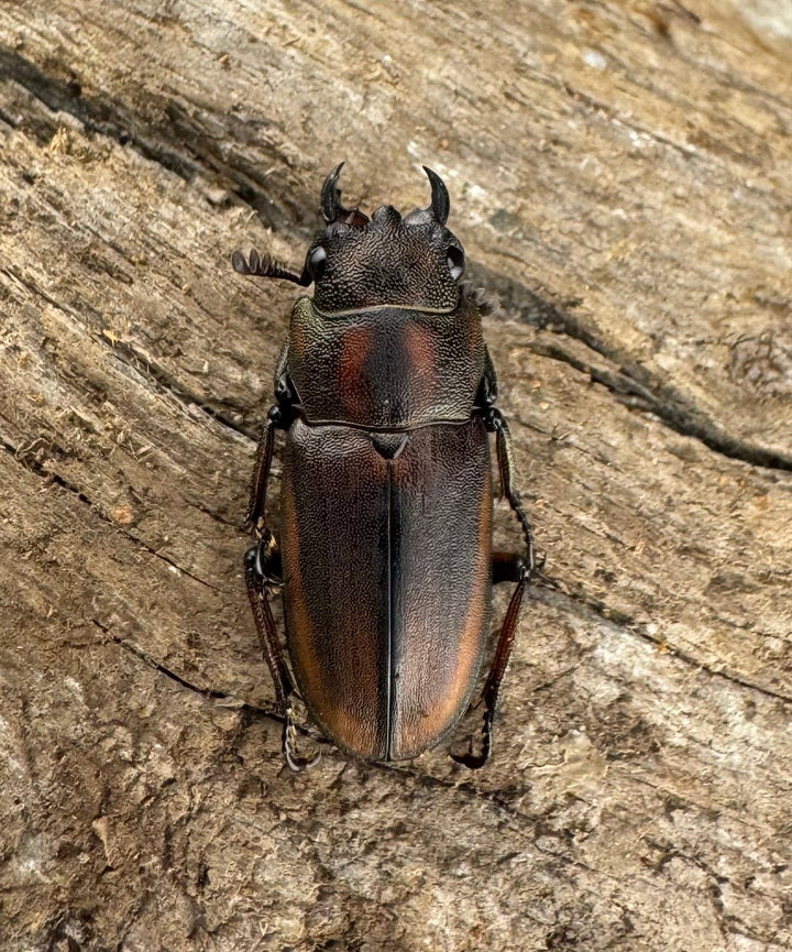 【WD】大型《ズベールホソアカ マラグサン産 52.5mm ペア》