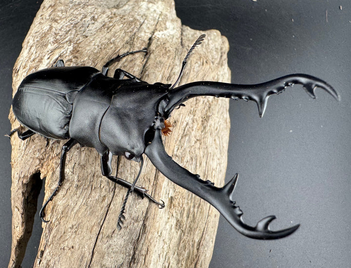 【WD】《 ギラファノコギリ亜種ボロブドゥール 96mm ペア》