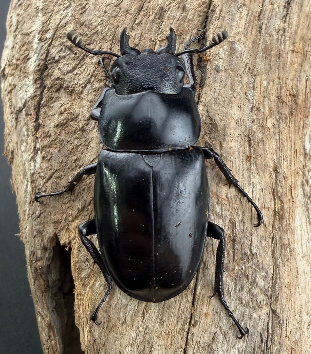 【WD】《 ギラファノコギリ亜種ボロブドゥール 71.5mm ペア》