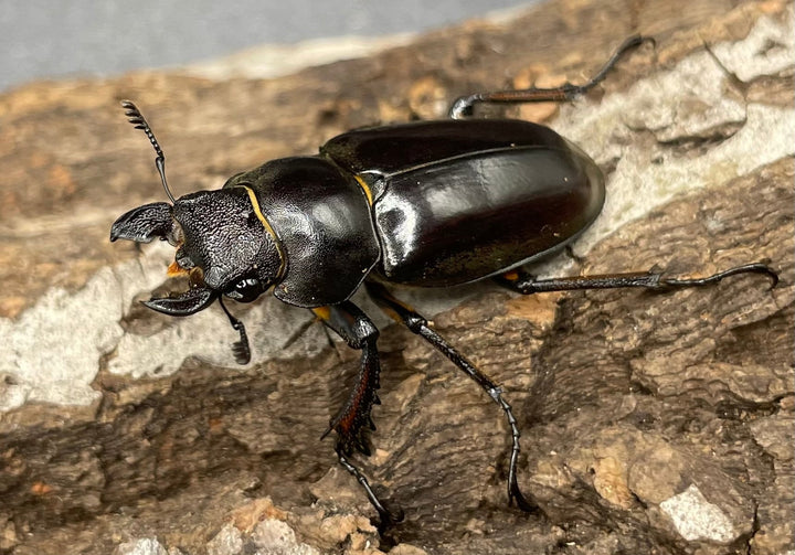 【WD】2018新種記載《ジュシャンミヤマ ♀単》