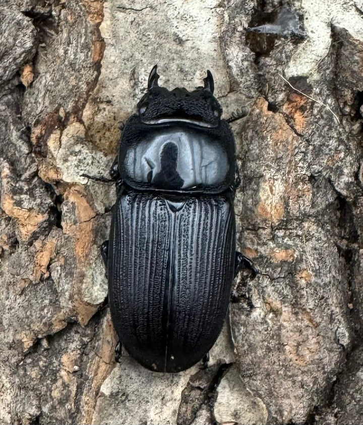 【WD】《ミンダナオパリーオオクワ  65mm ペア》