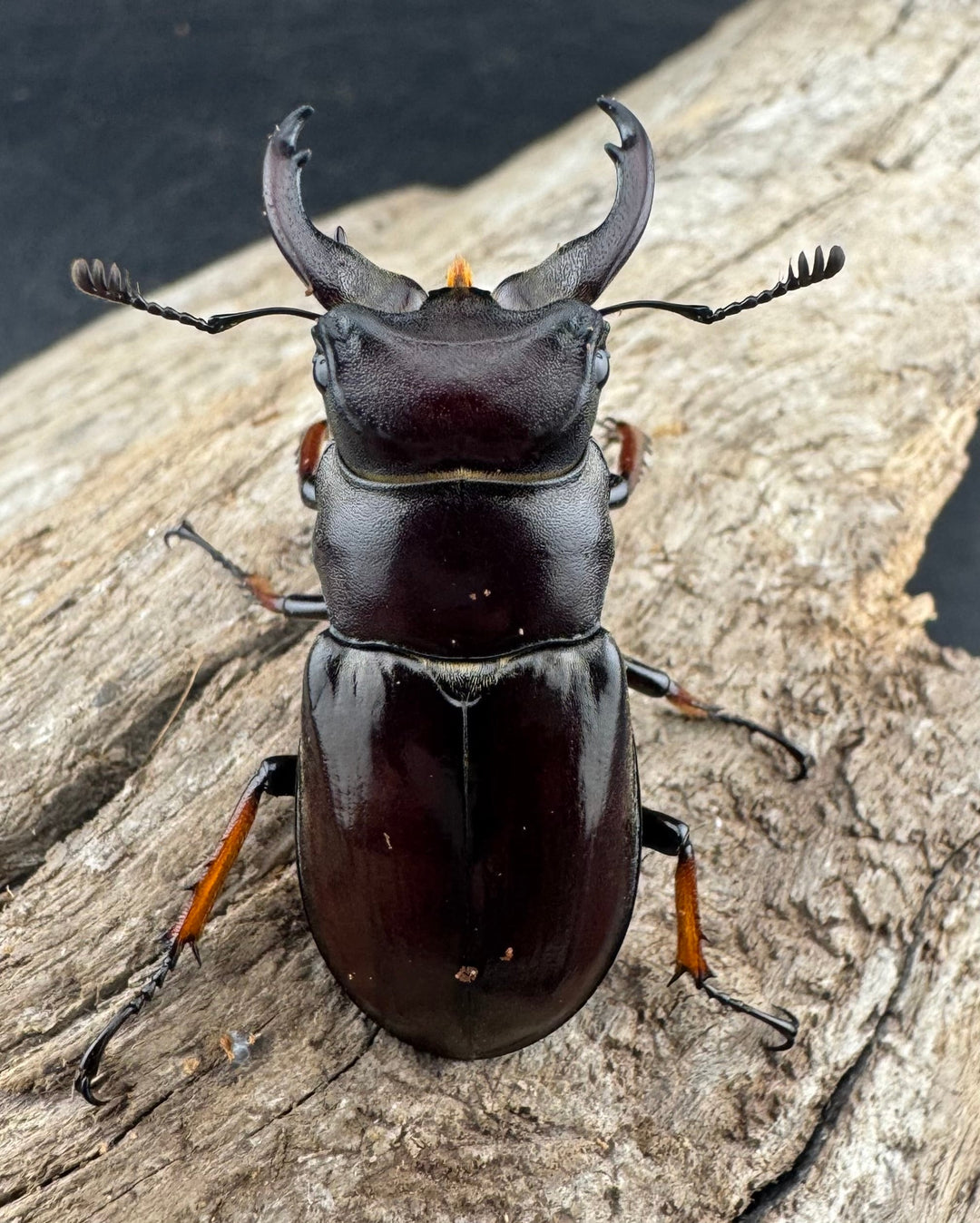 【WD】《イミタトールミヤマ（イミテーターミヤマ） 39.5mm ペア》