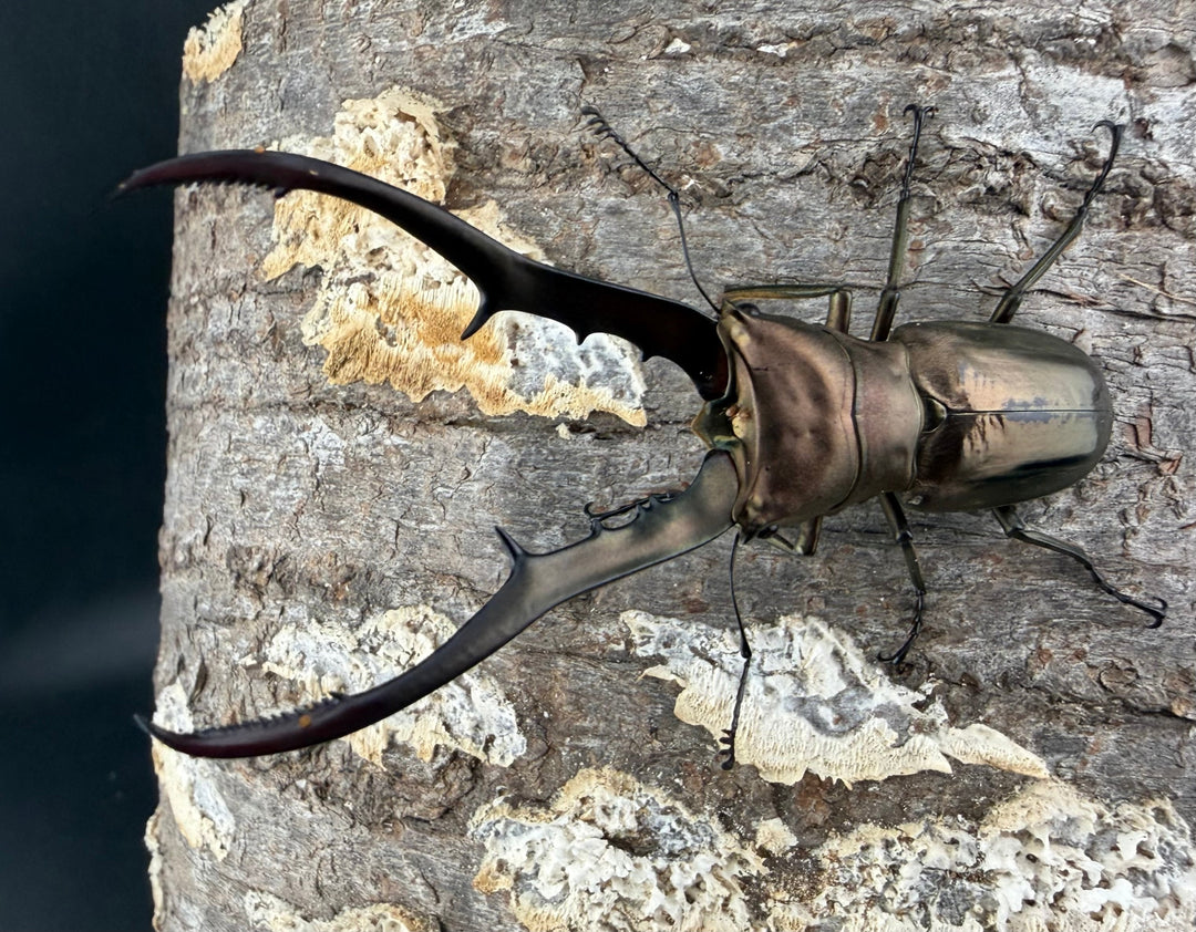 【WD】《メタリフェルホソアカ亜種フィナエ 79.5mm ペア》