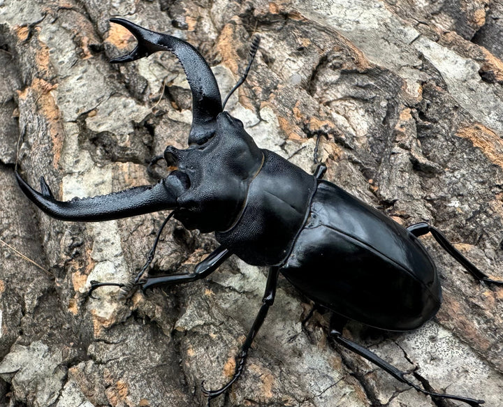 【WD】《ブケットフタマタ 73mm ペア》