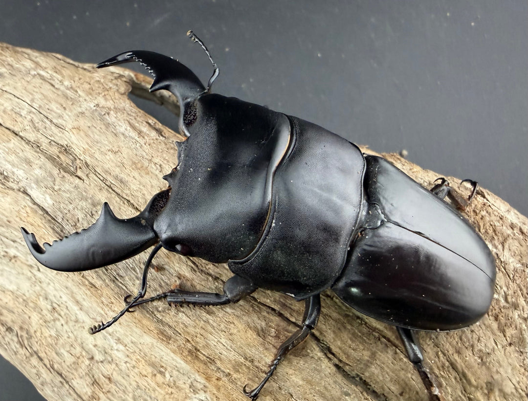 【WD】《スマトラオオヒラタ アチェ産 86.5mm A’品ペア》