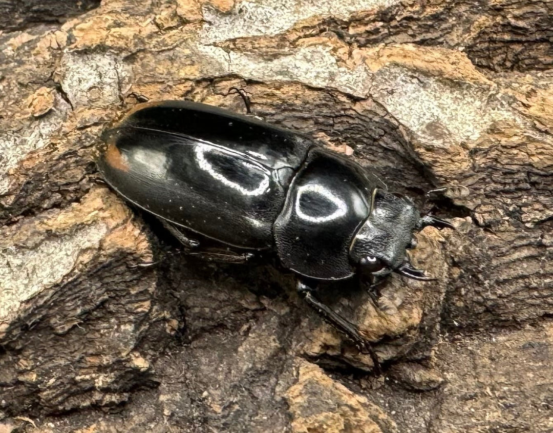 《ヒマラヤコクワ 39mm ペア＋♂おまけ》