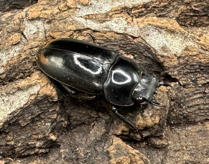 《ヒマラヤコクワ 39mm ペア＋♂おまけ》