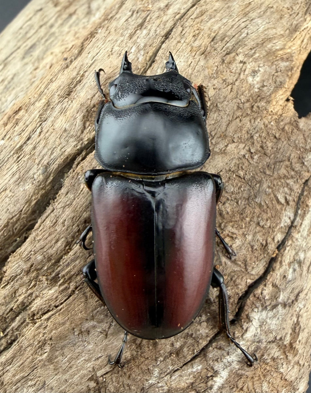 《ドンキエルコクワ原名亜種 ミャンマー産 62.5mm ペア》