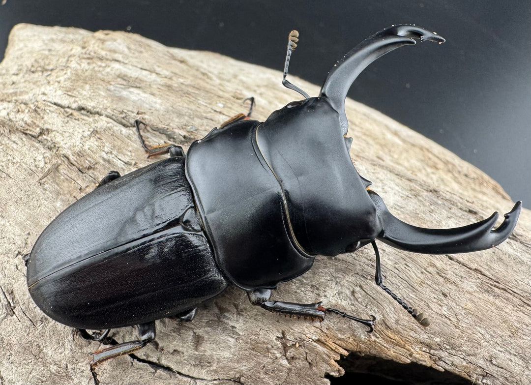 【WD】《ミンダナオパリーオオクワ キダパワン産 72mm ペア》