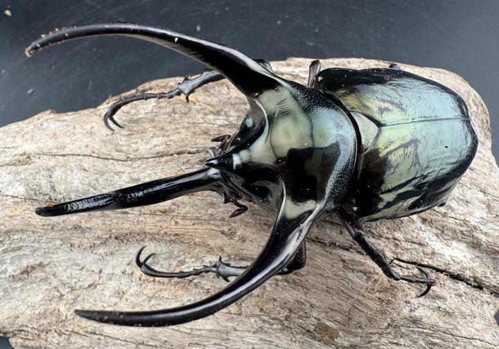 【WD】《ミンダナオアトラスオオカブト マラグサン産 97mm ペア》