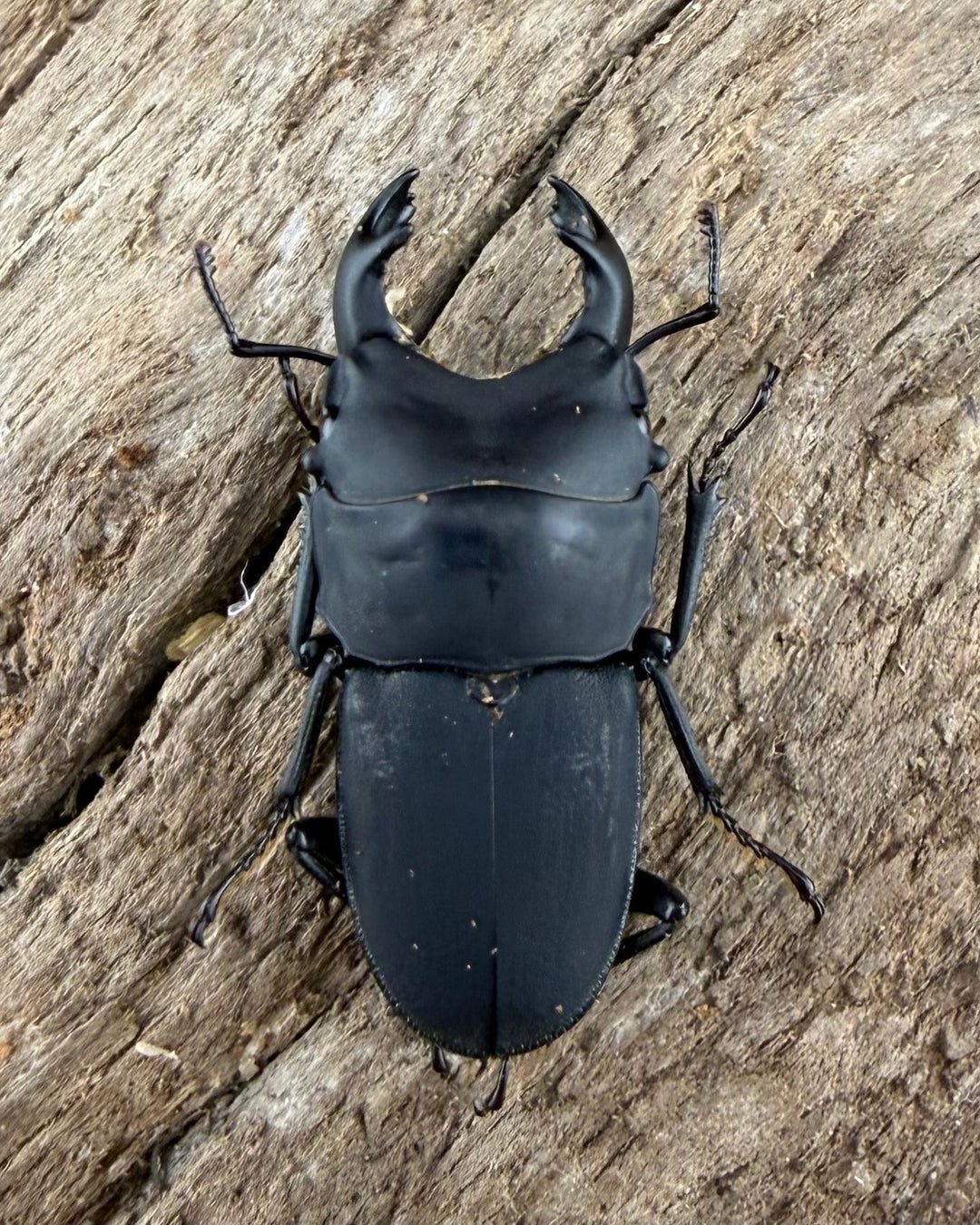 【WF3】《メタドルクス ロトゥンダトゥス 21mm ペア》