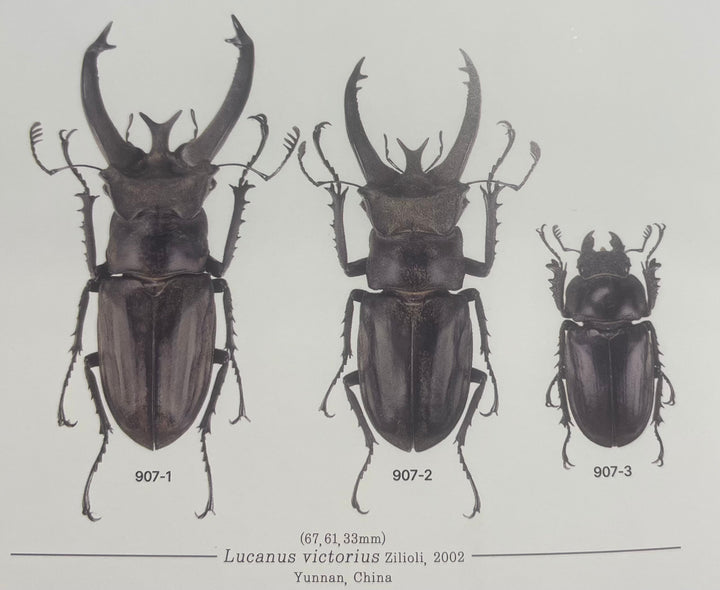 【WD】《ビクトリウスミヤマクワガタ 52.5mm B品ペア》