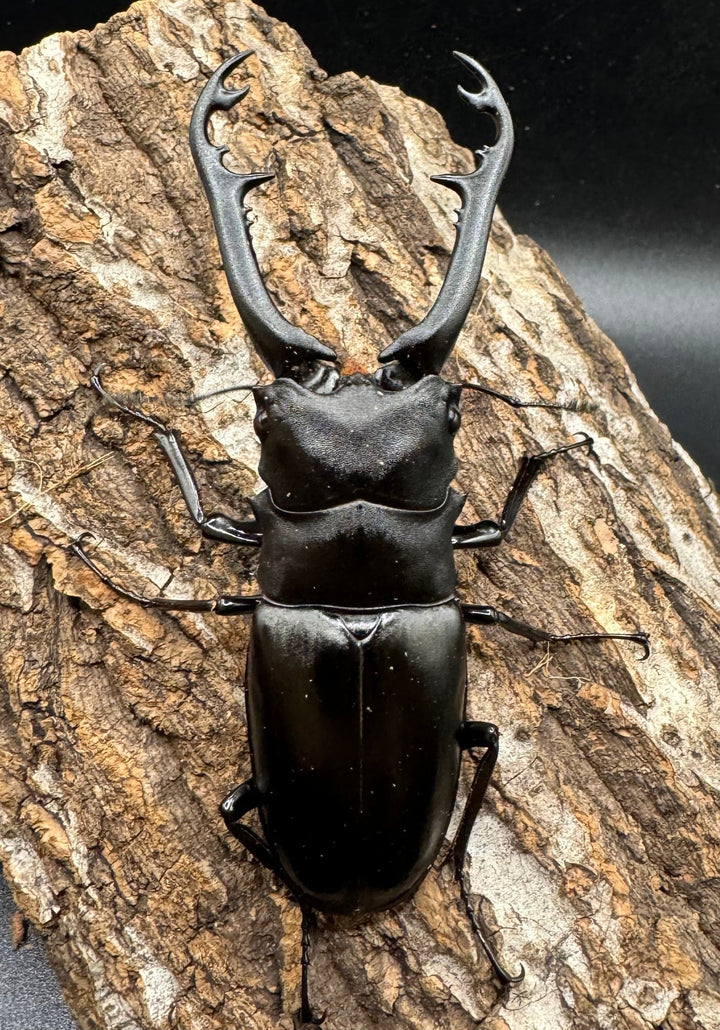 【WD】《ギラファノコギリ亜種ボロブドゥール 90.5mm ペア》