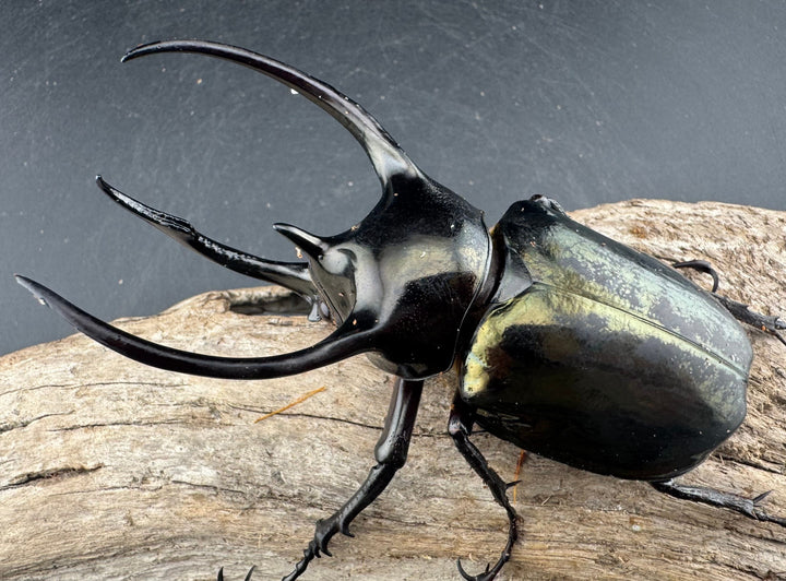 【WD】《ミンダナオアトラスオオカブト マラグサン産 95.5mm ペア》