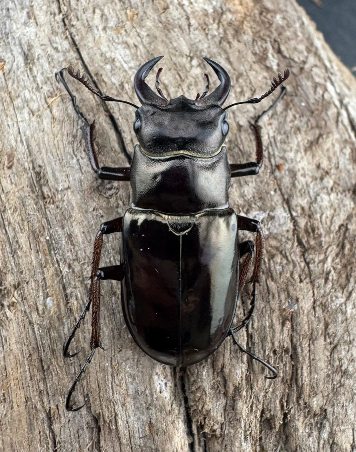 【WD】《プロメテウスミヤマクワガタ 34mm ペア》