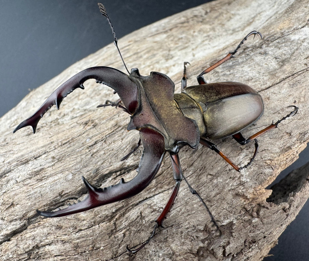 【WD】《グラディウスミヤマ 60.5mm ペア》