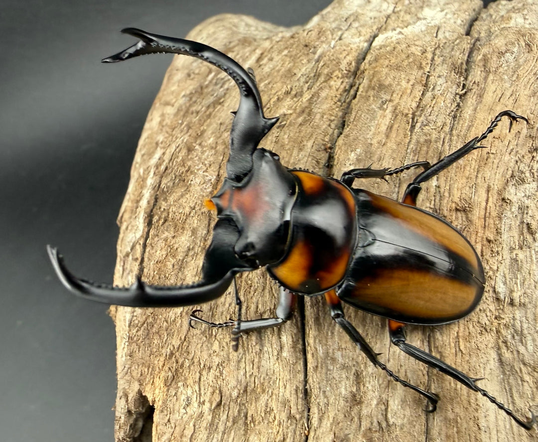 《スペキオススシカクワガタ 54mm ペア》